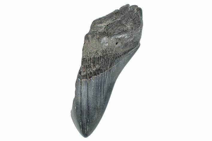 Partial Fossil Megalodon Tooth - South Carolina #274590